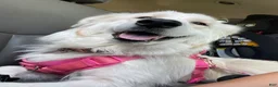 Mixed Breed dogs for sale: Willow - Ad 2