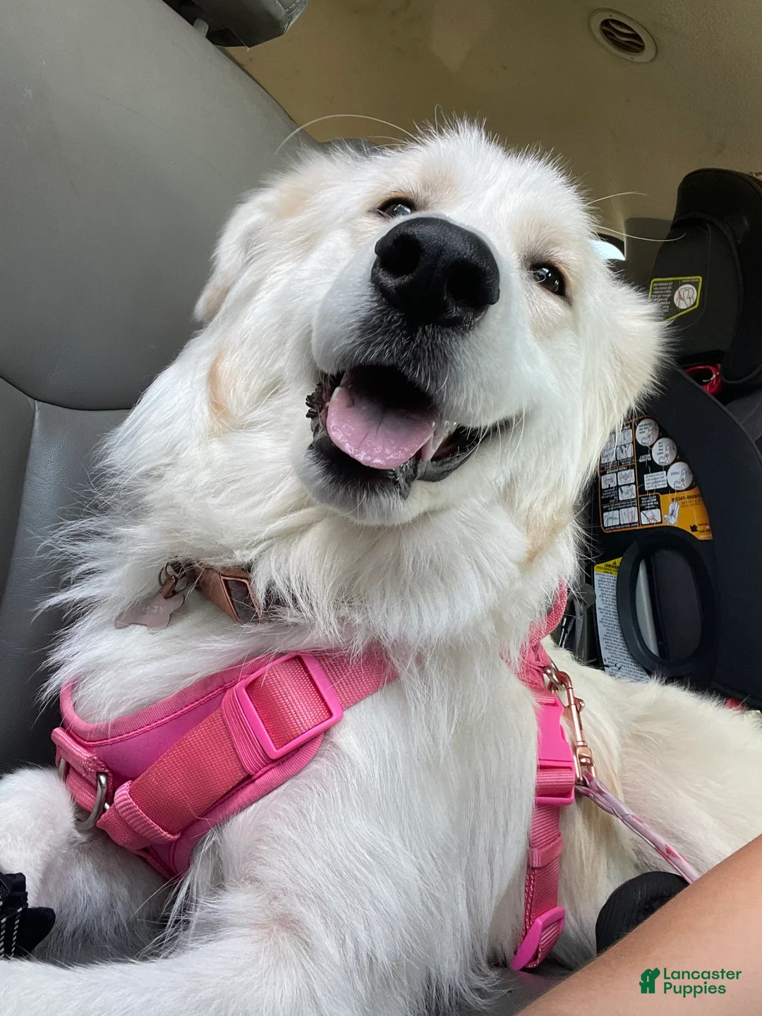 Mixed Breed dogs for sale: Willow - Ad 2