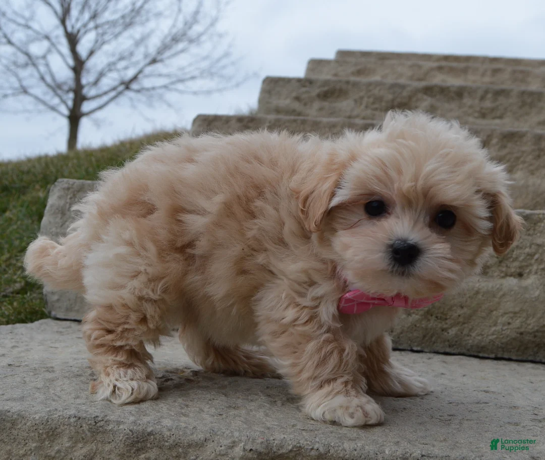 Maltipoo dogs for sale: Maggie - Ad 5
