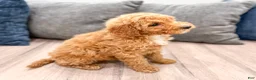 Miniature Labradoodle dogs for sale: Kate - Ad 4