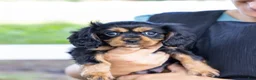 Cavalier King Charles Spaniel dogs for sale: Butch - Ad 1