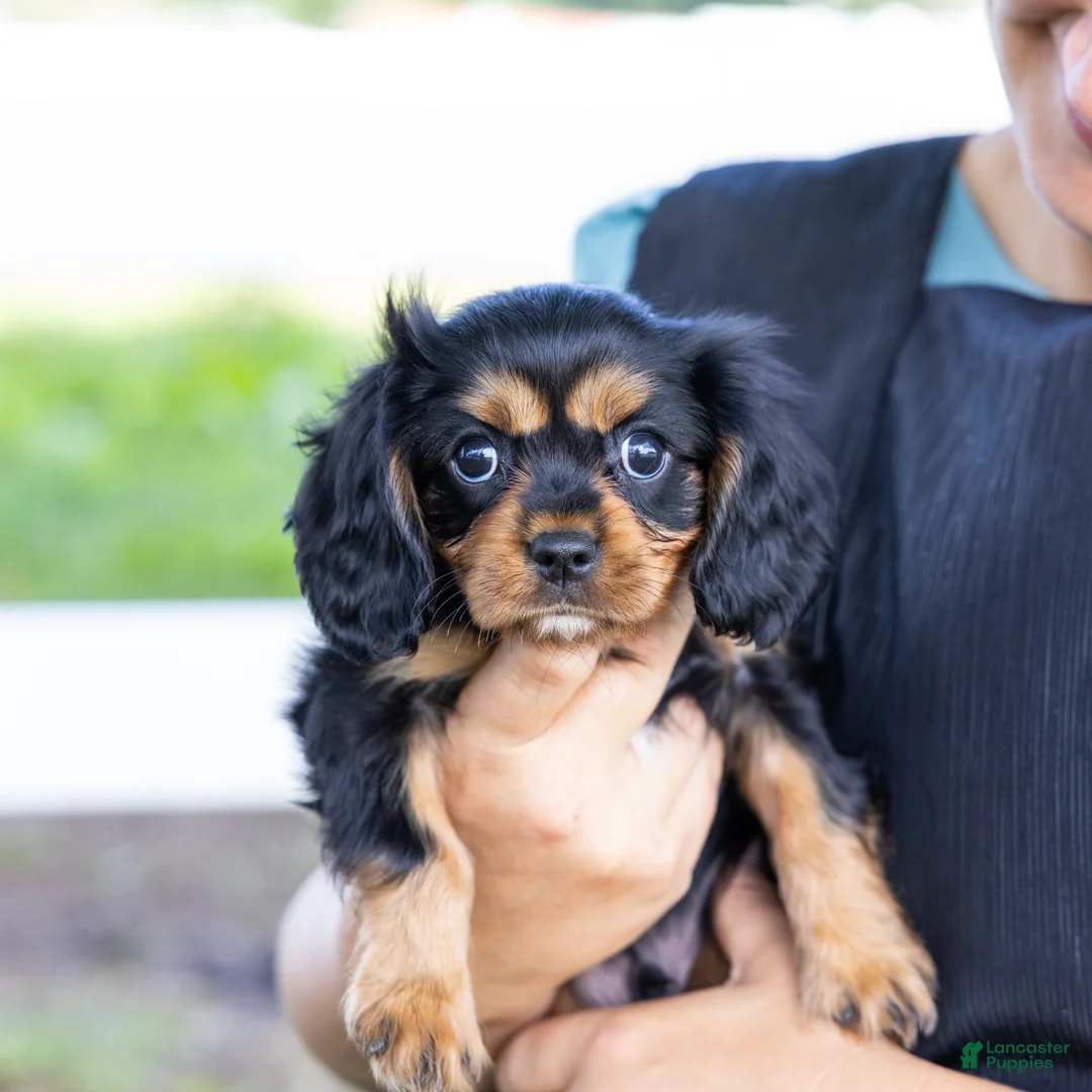 Cavalier King Charles Spaniel dogs for sale: Butch - Ad 1