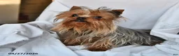 Yorkshire Terrier dogs for sale: Miney - Ad 7