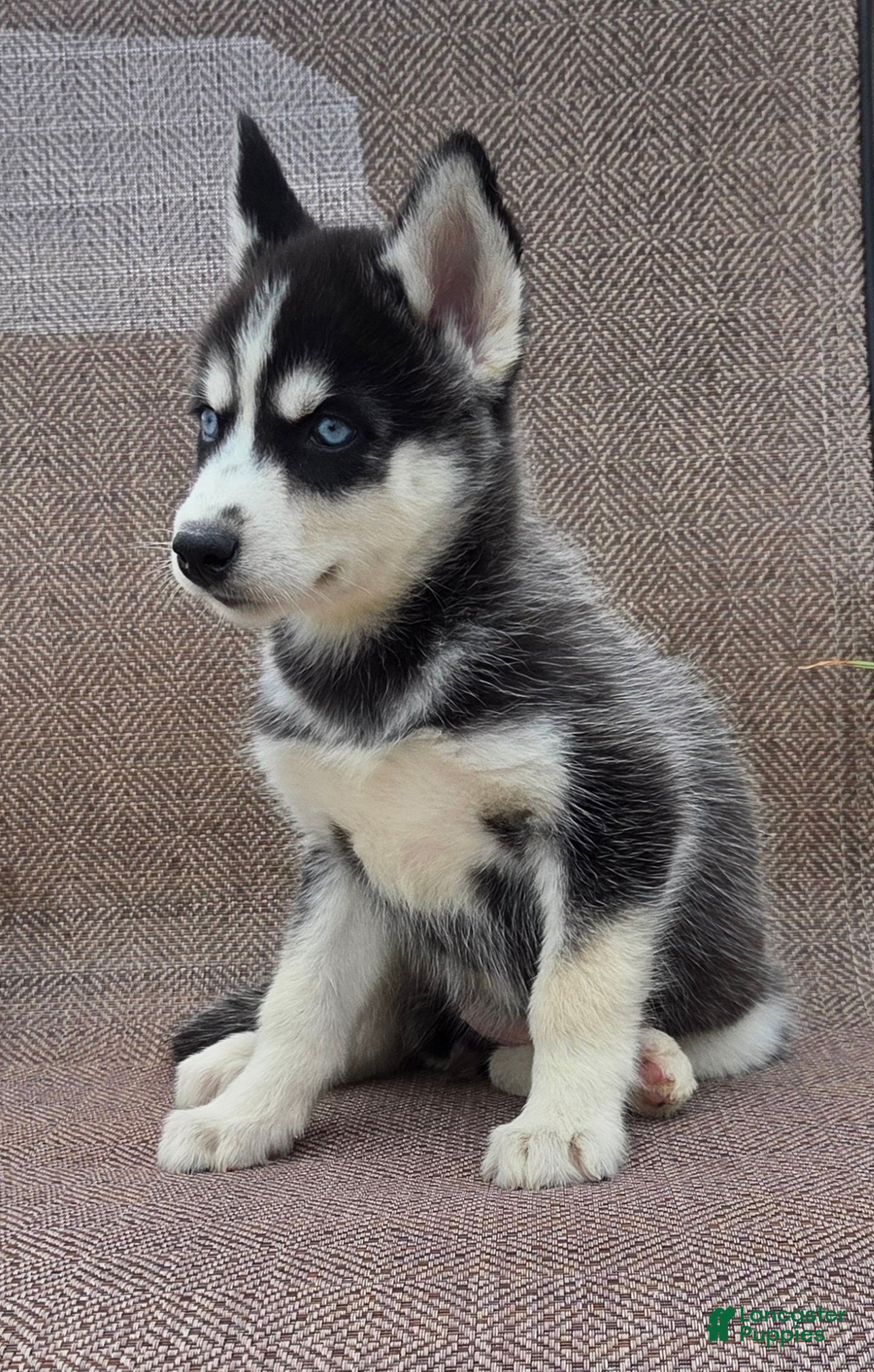 Siberian Husky dogs Elise - Ad 2