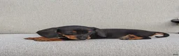 Miniature Dachshund dogs for sale: Freddie  - Ad 7