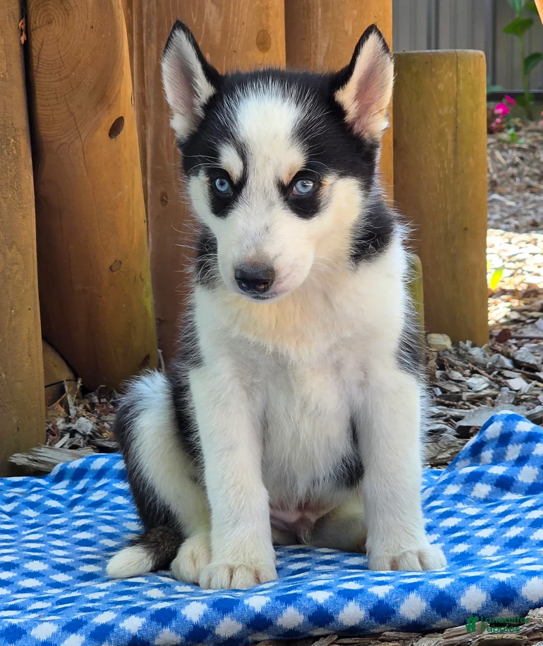Siberian Husky dogs for sale: Felix - Ad 4