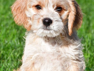 Mixed Breed dogs - Ad 17