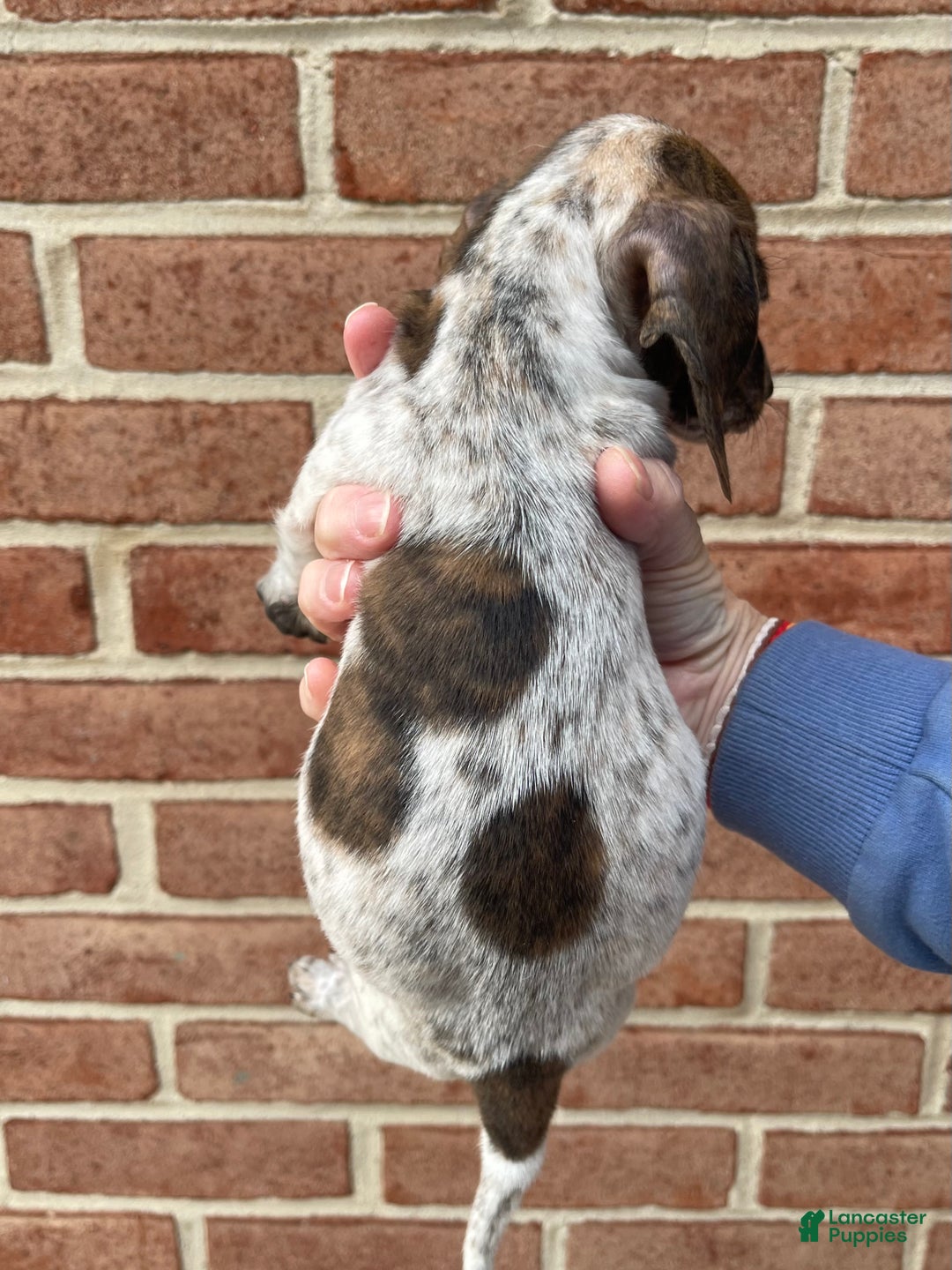 Dachshund dogs for sale: Brindle Pie - Ad 2