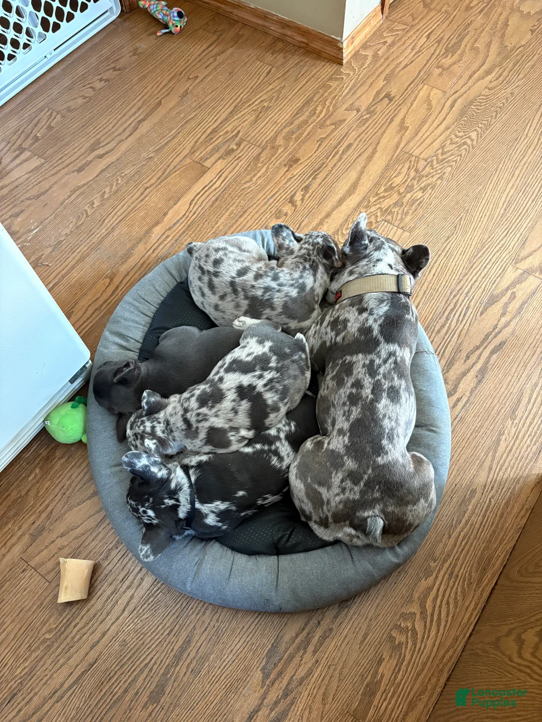 Mixed Breed dogs for sale: Olive - Ad 10