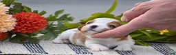 Cavalier King Charles Spaniel dogs for sale: Roman - Ad 1