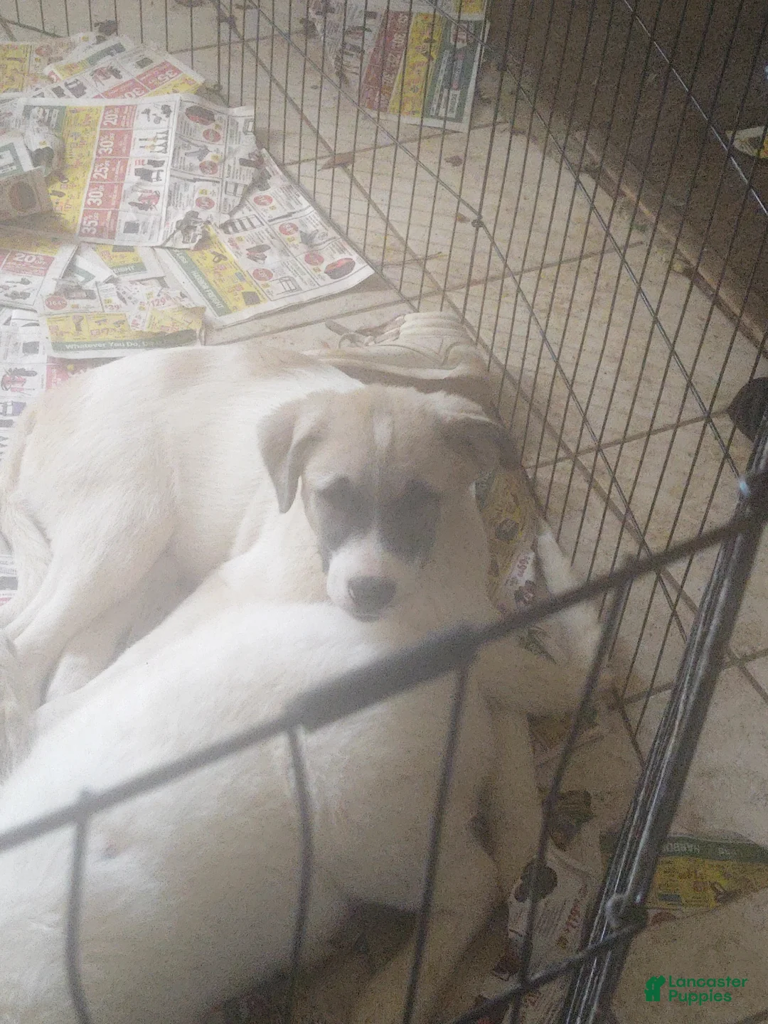 Mixed Breed dogs for sale: BABY JoJo Great Pyrenees (German Shepherd Puppies)  - Ad 26