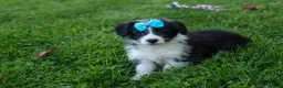 Corgipoo dogs for sale: NELSON - Ad 1