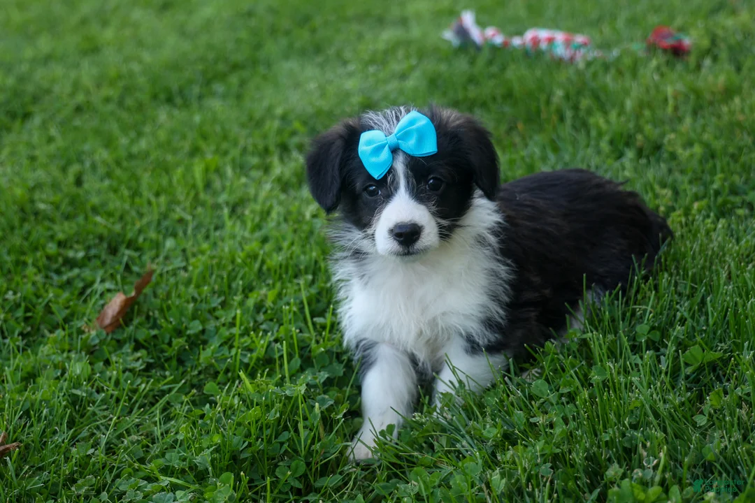Corgipoo dogs for sale: NELSON - Ad 1