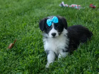 Corgipoo dogs for sale: NELSON - Ad 1