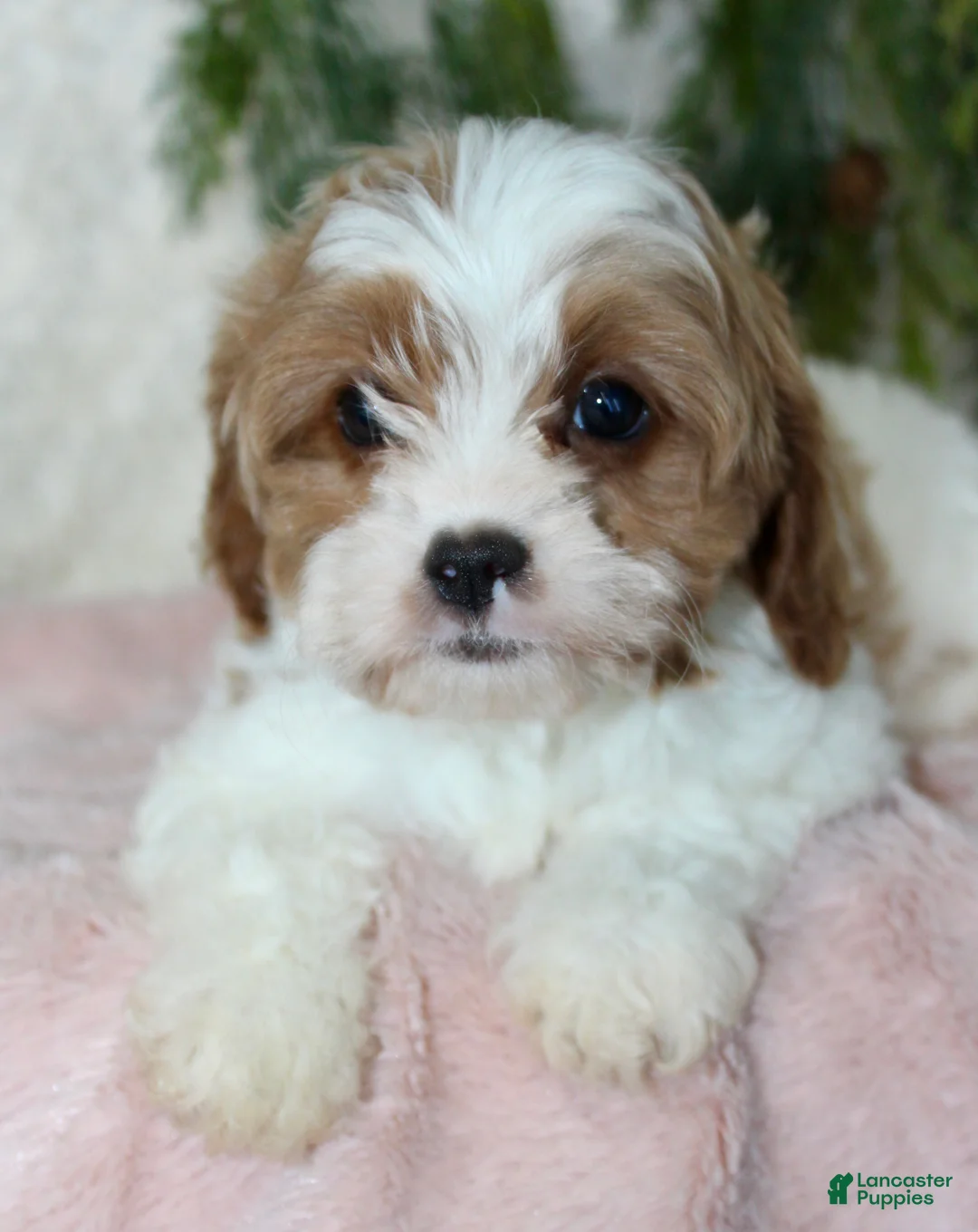 Cavapoo dogs for sale: Cavapoo 3 - Ad 4