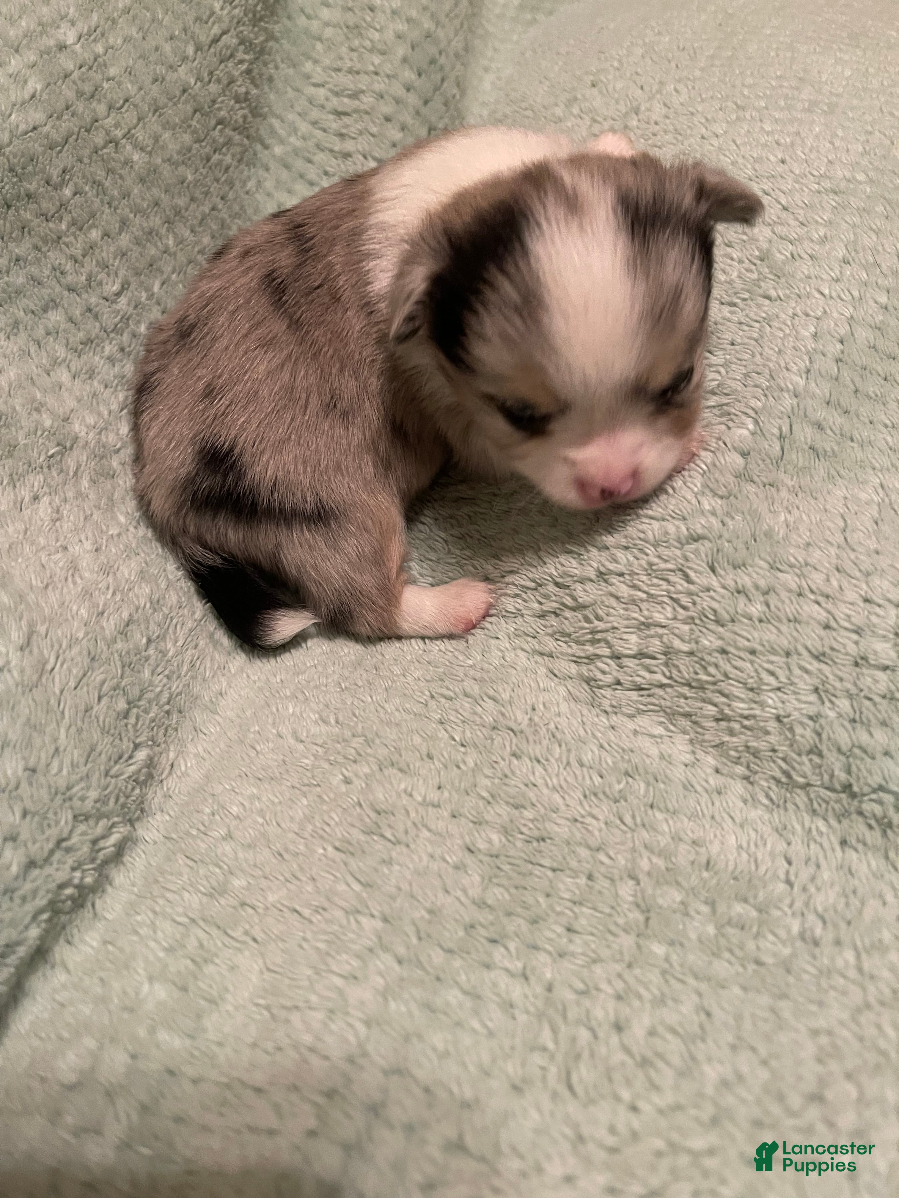 Chihuahua dogs for sale: Chihuahua 1 - Ad 2
