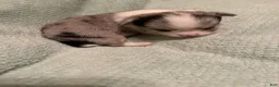 Chihuahua dogs for sale: Chihuahua 1 - Ad 2