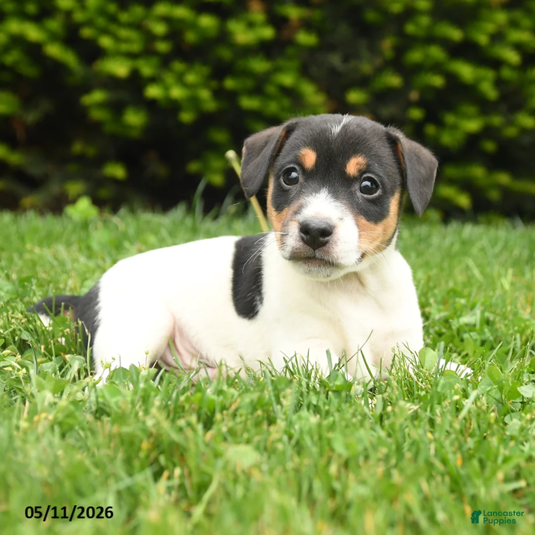 Jack Russell Terrier dogs for sale: Buster - Ad 2
