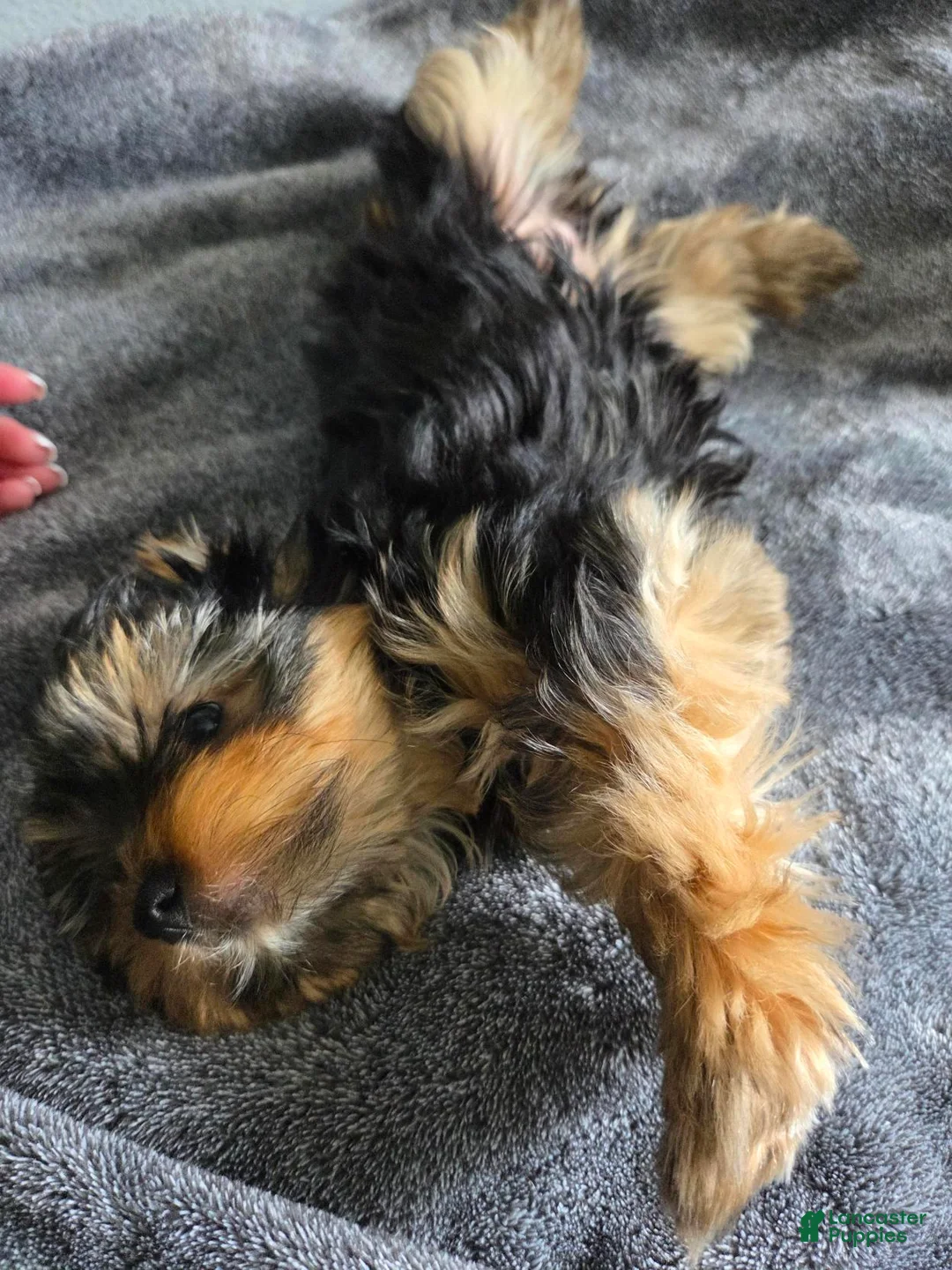 Yorkshire Terrier dogs for sale: Yorkshire Terrier Chloe (female) - Ad 2