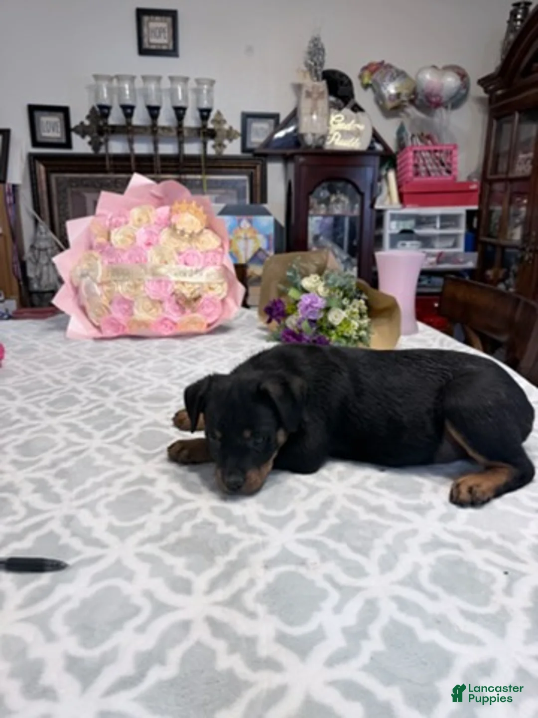 Rottweiler dogs for sale: Rottweiler Girl 1 - Ad 2