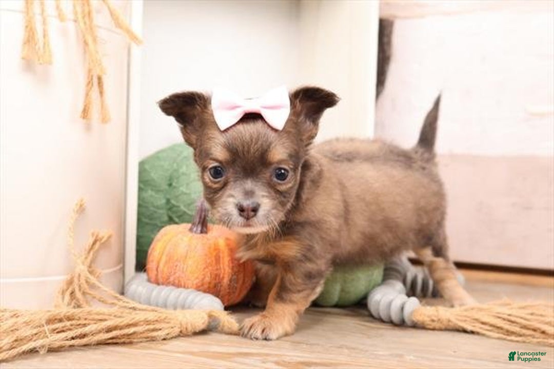 Meet Crystal! Chihuahua Puppy for sale in Miami Lancaster Puppies