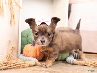 Chihuahua dogs - Ad 10