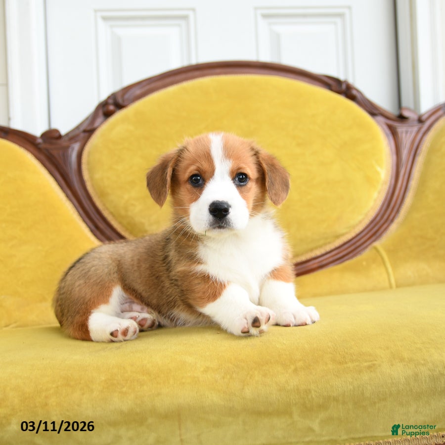 Welsh Corgi Pembroke dogs Tootle - Ad 2