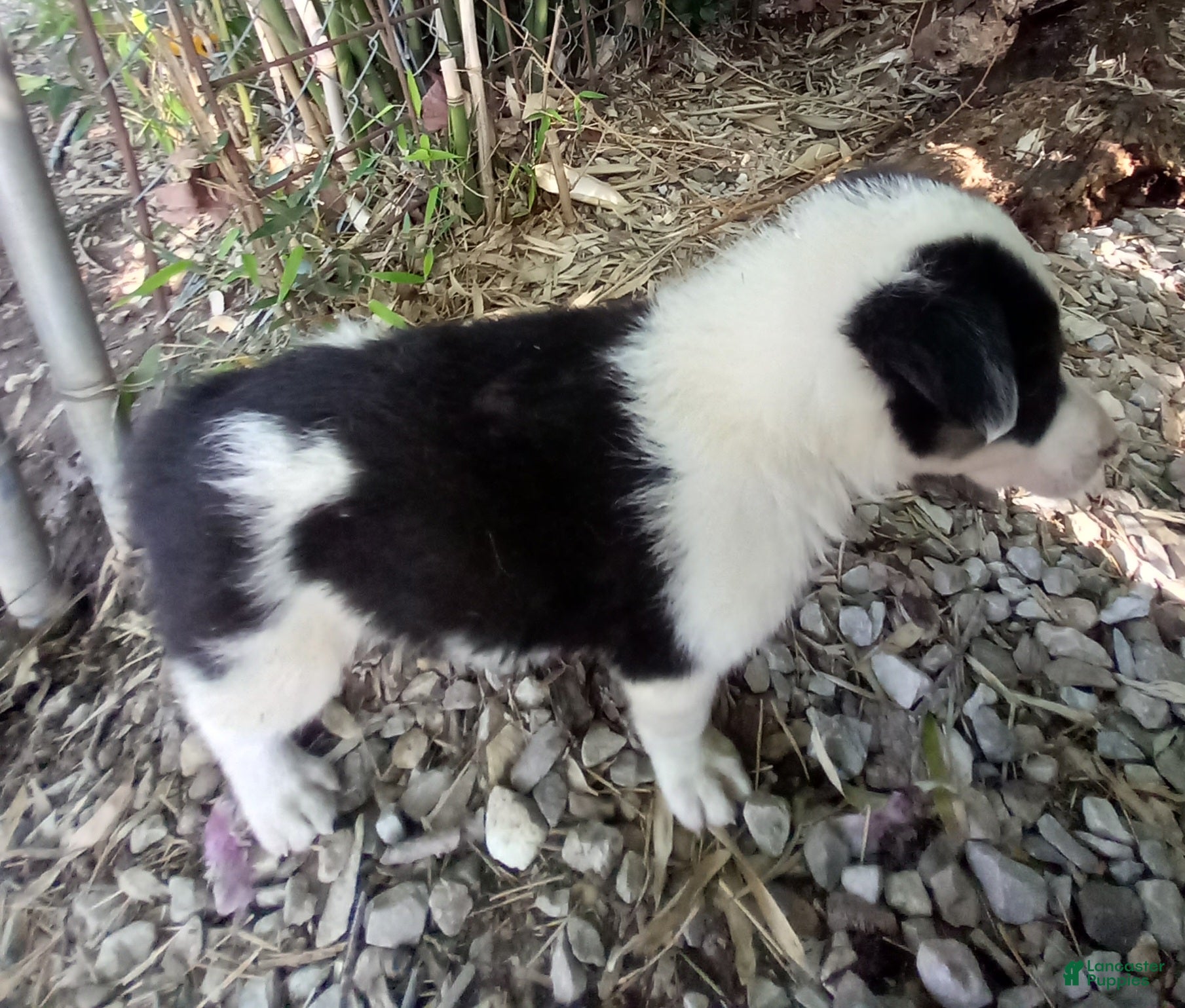 Border Collie dogs for sale: Max - Ad 3