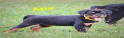 Rottweiler dogs for sale: Asia - Ad 3