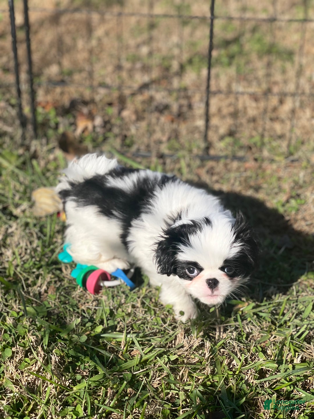 Japanese Chin dogs for sale: Japanese Chin Puppy 1 - Ad 1