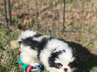 Japanese Chin dogs Japanese Chin Puppy 1 - Ad 1