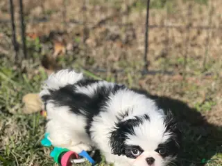 Japanese Chin dogs Japanese Chin Puppy 1 - Ad 1