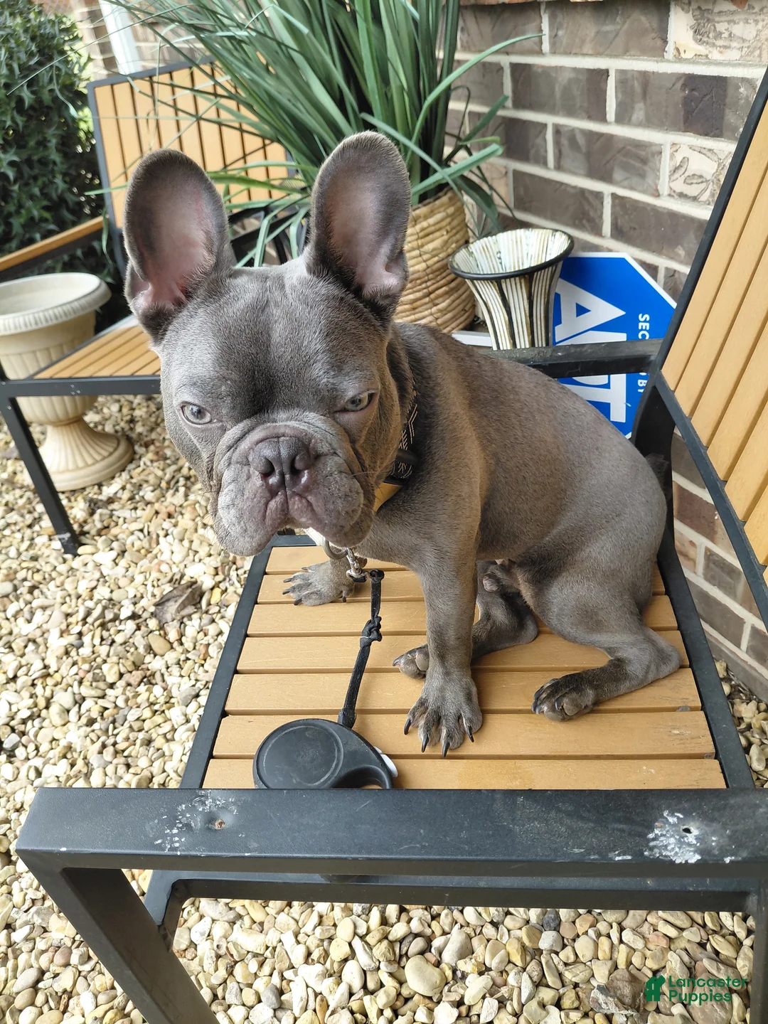 French Bulldog dogs for sale: French Bulldog Puppy 1 - Ad 5