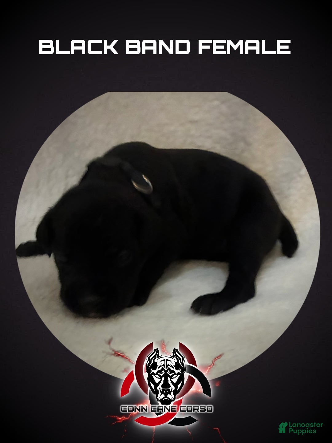 Cane Corso dogs Cane Corso Puppy 5 - Ad 25