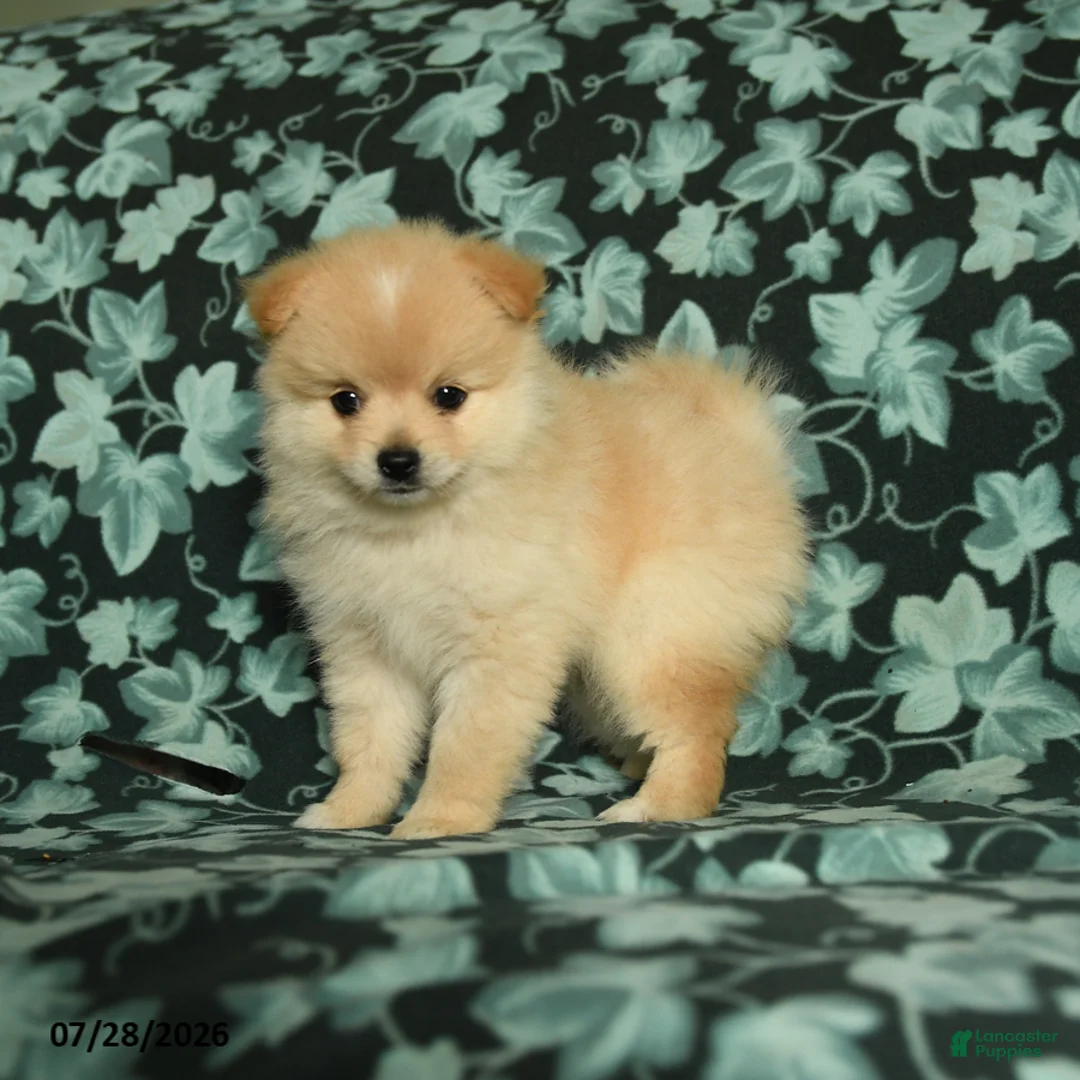 Pomeranian dogs for sale: Teddy - Ad 2