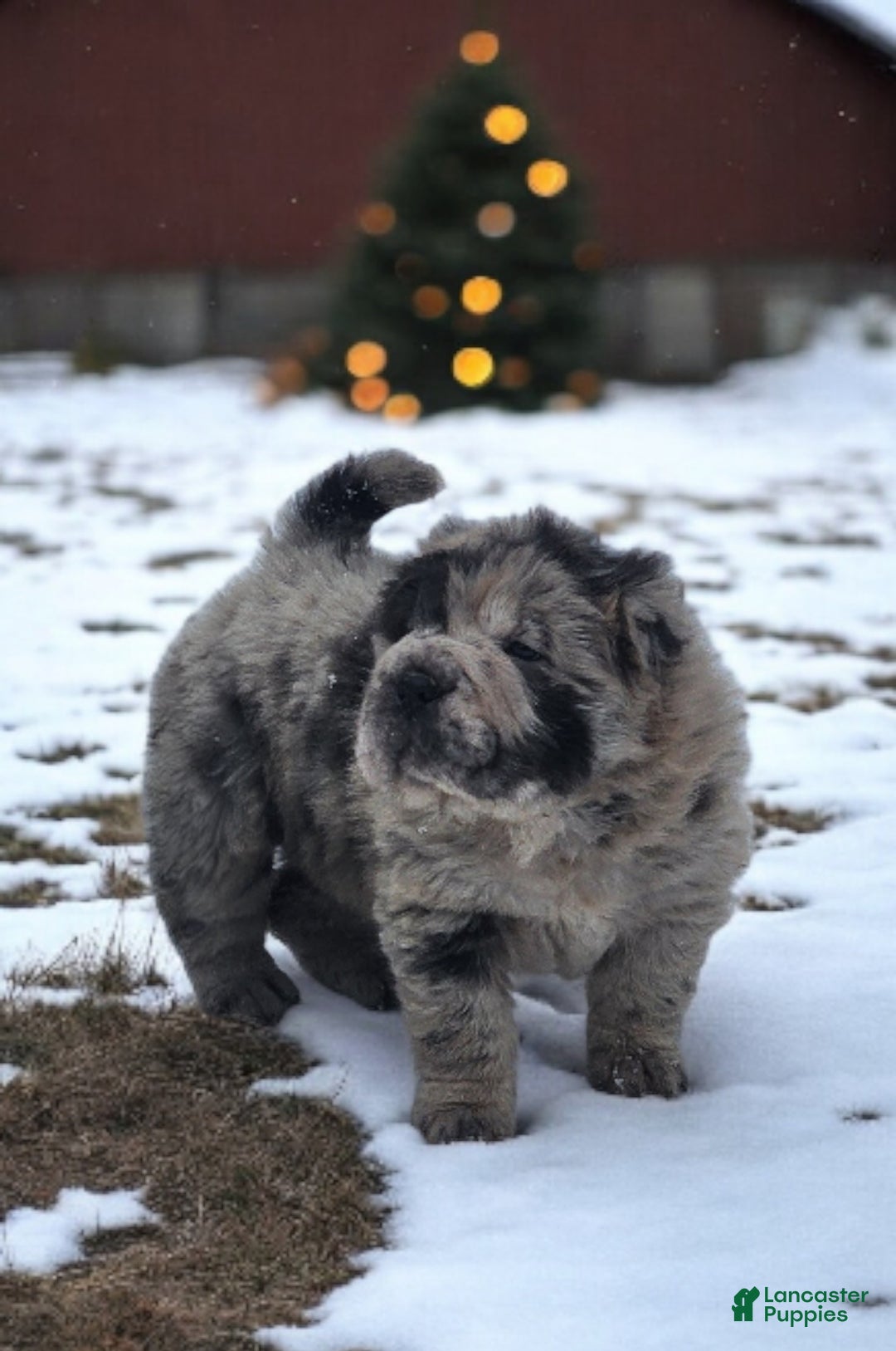Shar Pei dogs for sale: Marla merle mini bear  - Ad 4