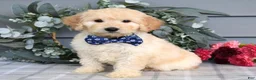 Goldendoodle dogs for sale: Freddie - Ad 5