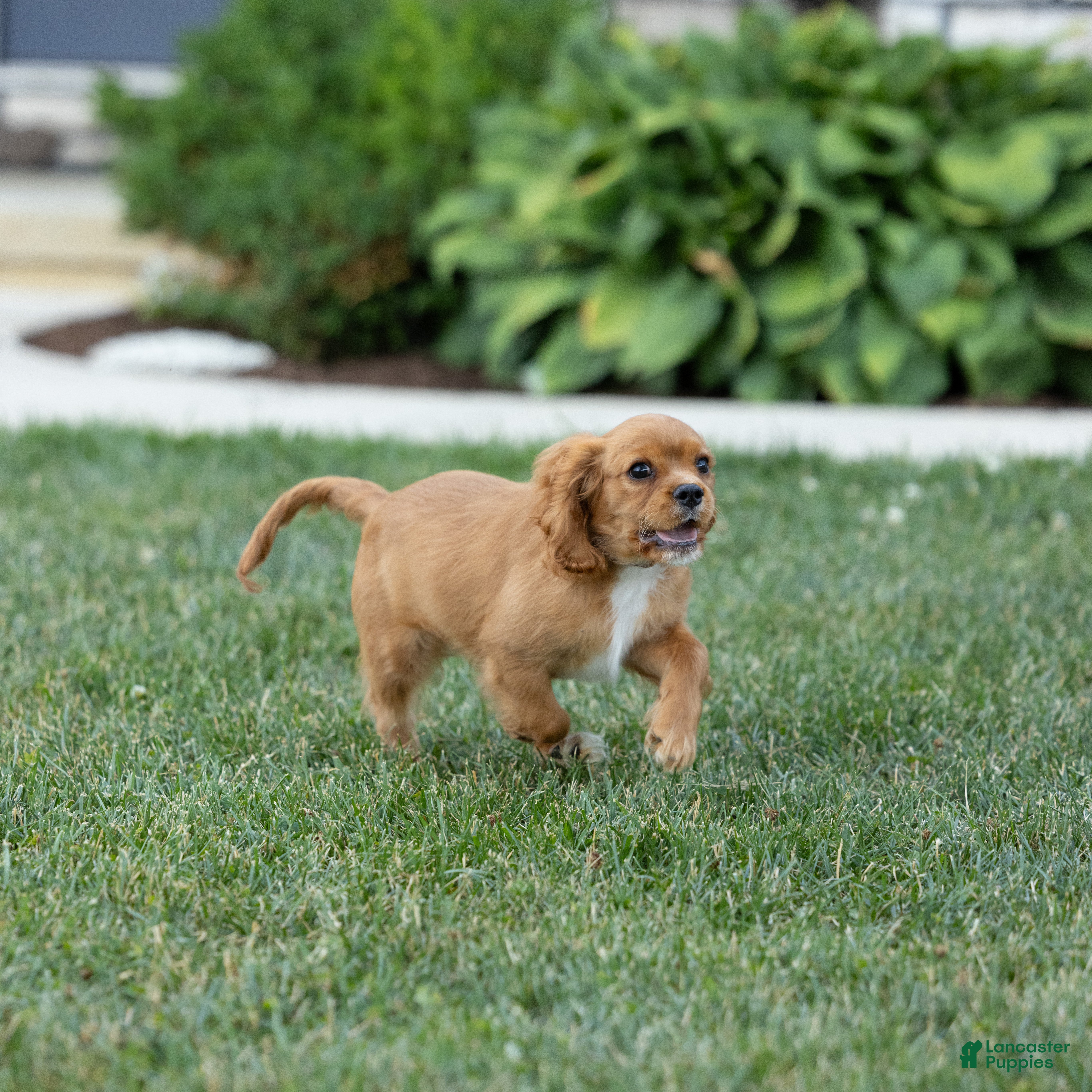 Cavalier King Charles Spaniel dogs Moses - Ad 2