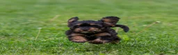 Cavapoo dogs for sale: Turbo Cavapoo Puppy  - Ad 13