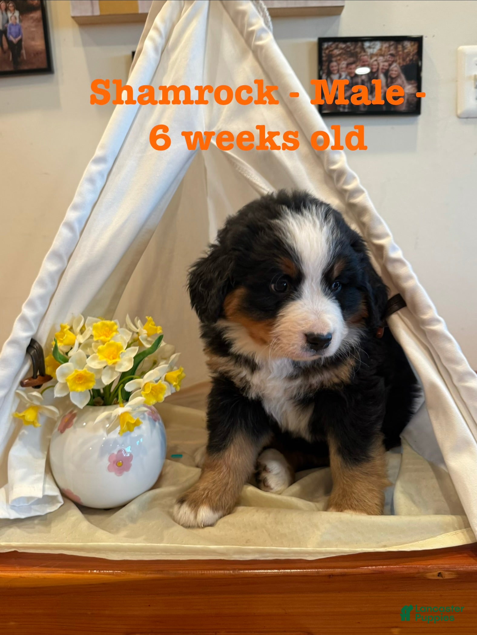 Bernese Mountain Dog dogs Shamrock - Ad 12