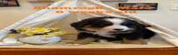 Bernese Mountain Dog dogs for sale: Shamrock - Ad 1