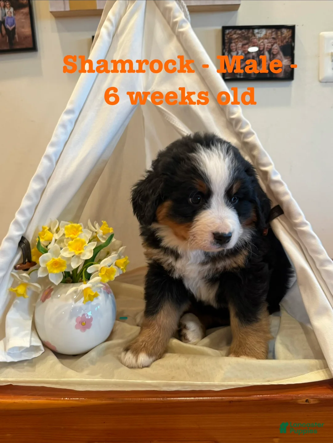 Bernese Mountain Dog dogs for sale: Shamrock - Ad 1