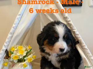 Bernese Mountain Dog dogs Shamrock - Ad 27