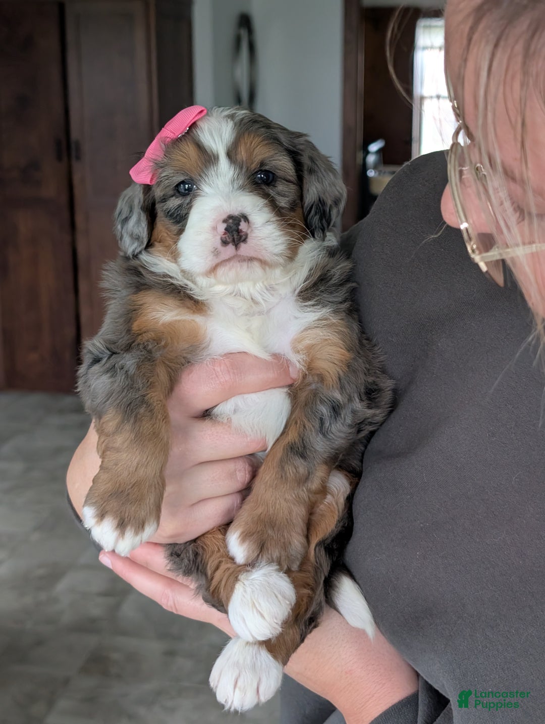 Mini Bernedoodle dogs for sale: Mini Indy  - Ad 22