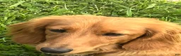 Miniature Dachshund dogs for sale: Wren - Ad 4