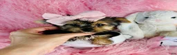 Yorkshire Terrier dogs for sale: Yorkshire Terrier 1 - Ad 4