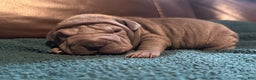 Shar Pei dogs for sale: Dove - Ad 2