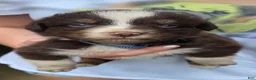Australian Shepherd dogs for sale: Australian Shepherd Puppy 6 - Ad 6
