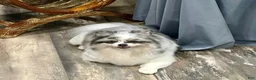 Pomeranian dogs for sale: Blue Merle Parti Girl 5 weeks - Ad 12