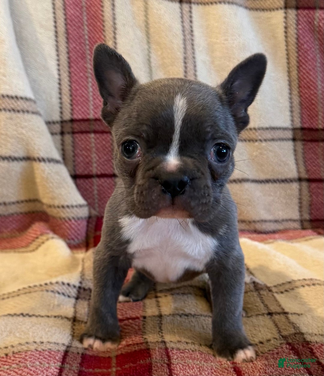 Frenchton dogs for sale: Tina - Ad 2